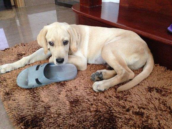 世界上最简单最好玩的狗狗玩具,狗狗各阶段玩的玩具