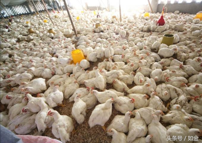 养殖肉鸡要注意哪些事项,养殖肉鸡需要什么手续