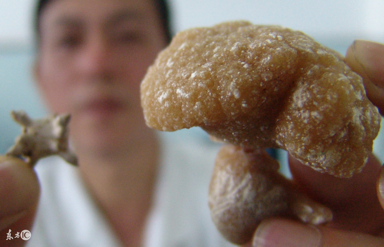 公牛尿道炎怎么治疗,公牛尿道水肿怎么治