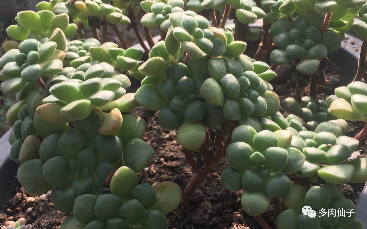 多肉很便宜了怎么养,多肉最难伺候的方法