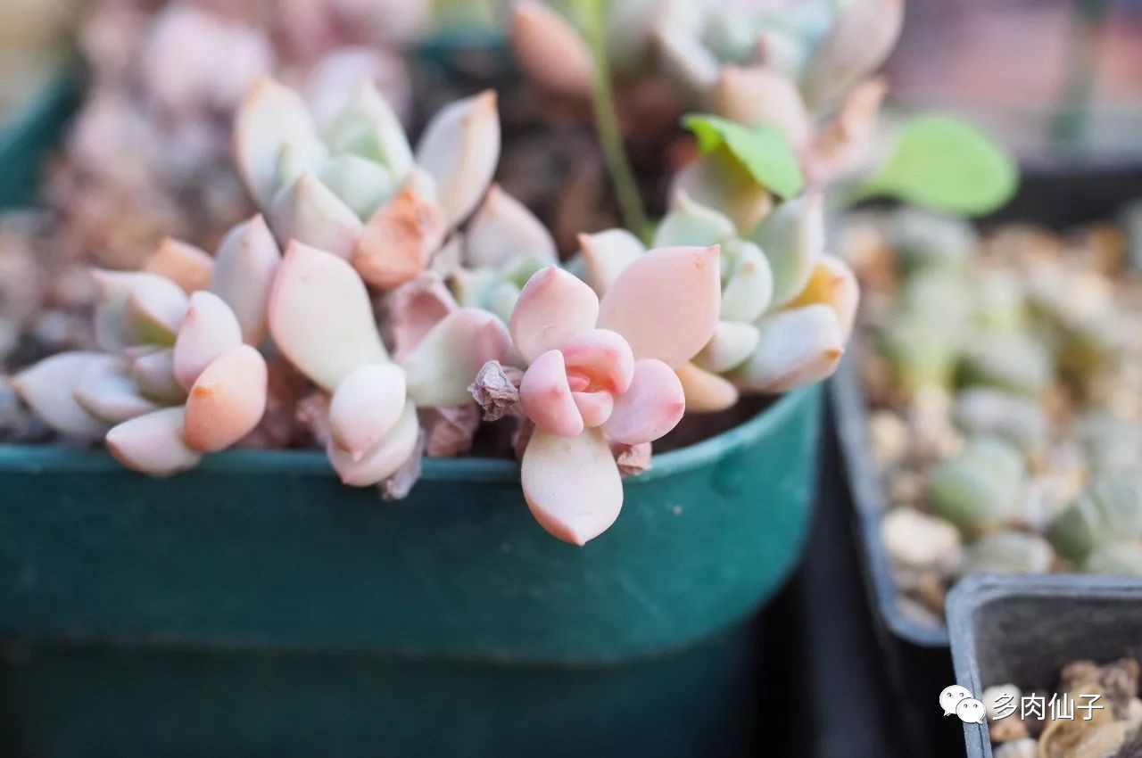 多肉很便宜了怎么养,多肉最难伺候的方法