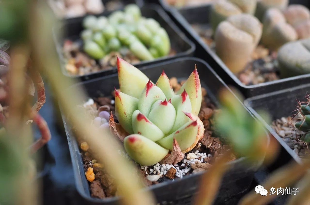 多肉很便宜了怎么养,多肉最难伺候的方法
