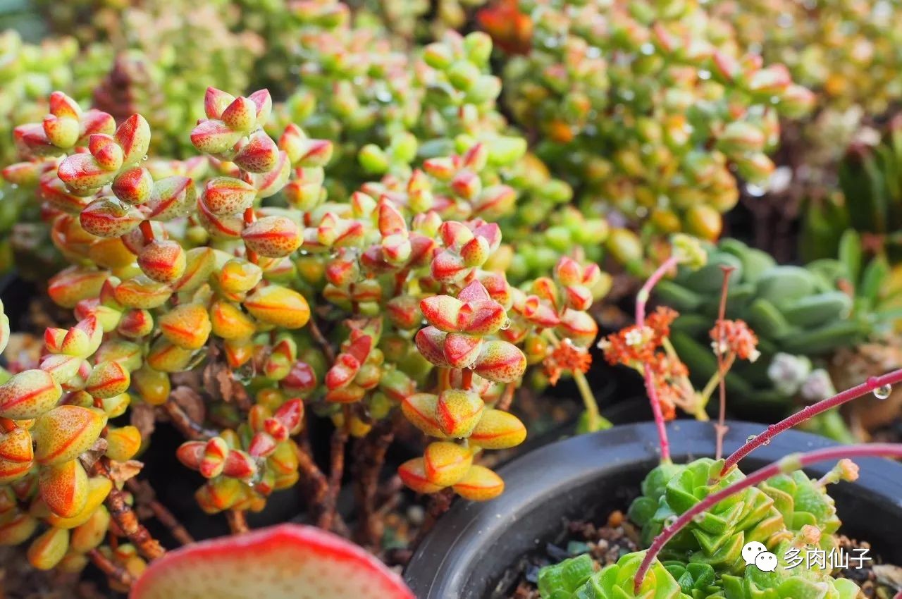 多肉很便宜了怎么养,多肉最难伺候的方法