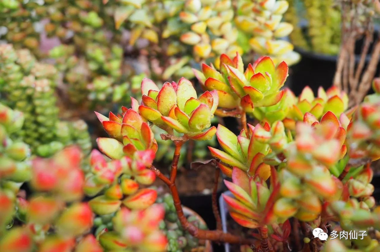 多肉很便宜了怎么养,多肉最难伺候的方法