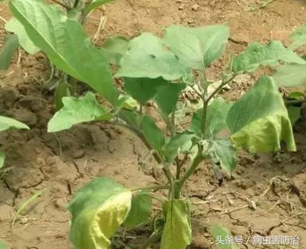 茄子黄萎病症状与治疗,茄子黄萎病乙酸铜治疗效果怎么样