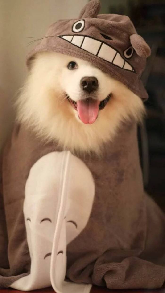 买宠物狗怎么避免买到星期狗,如果买到星期狗怎么办