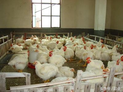 养殖肉鸡要注意哪些事项,养殖肉鸡需要什么手续