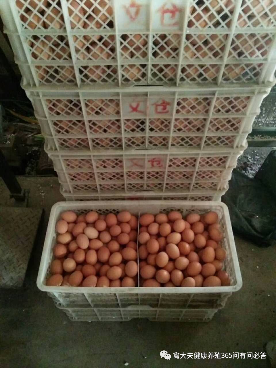 外国禽流感的最新状况,国内禽流感的最新状况