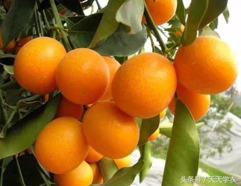 广西沃柑和象山红美人,柑橘品种大全绿柑