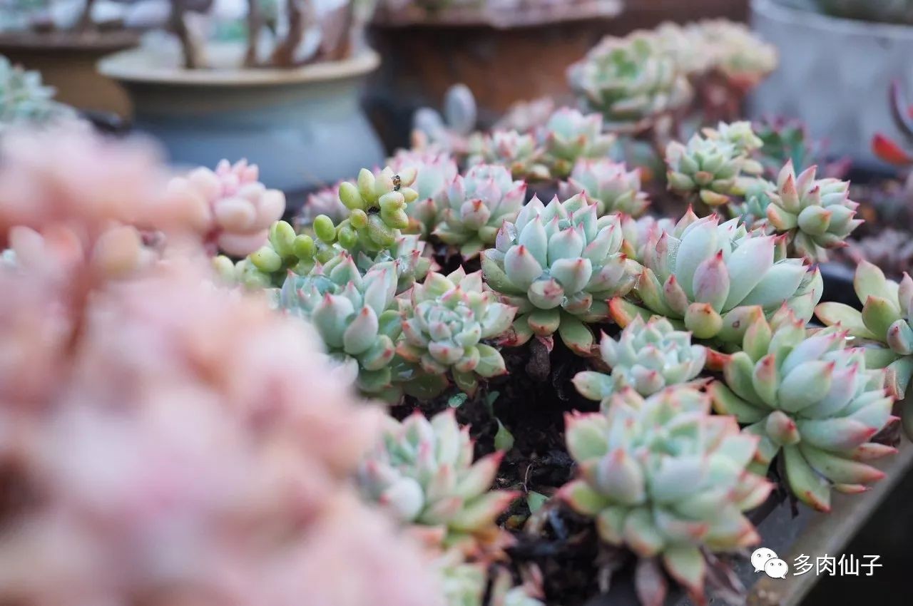 多肉很便宜了怎么养,多肉最难伺候的方法