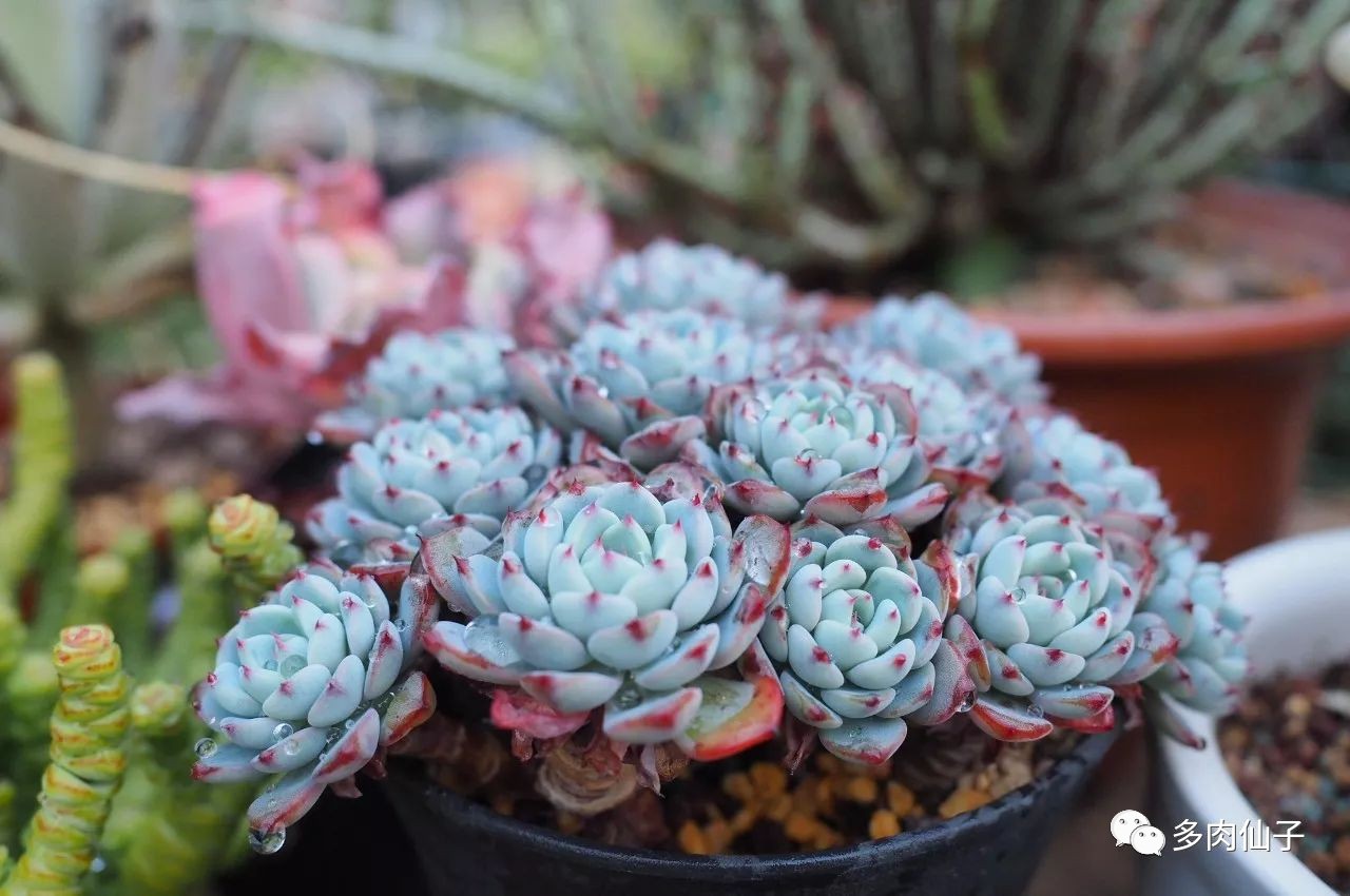 多肉很便宜了怎么养,多肉最难伺候的方法