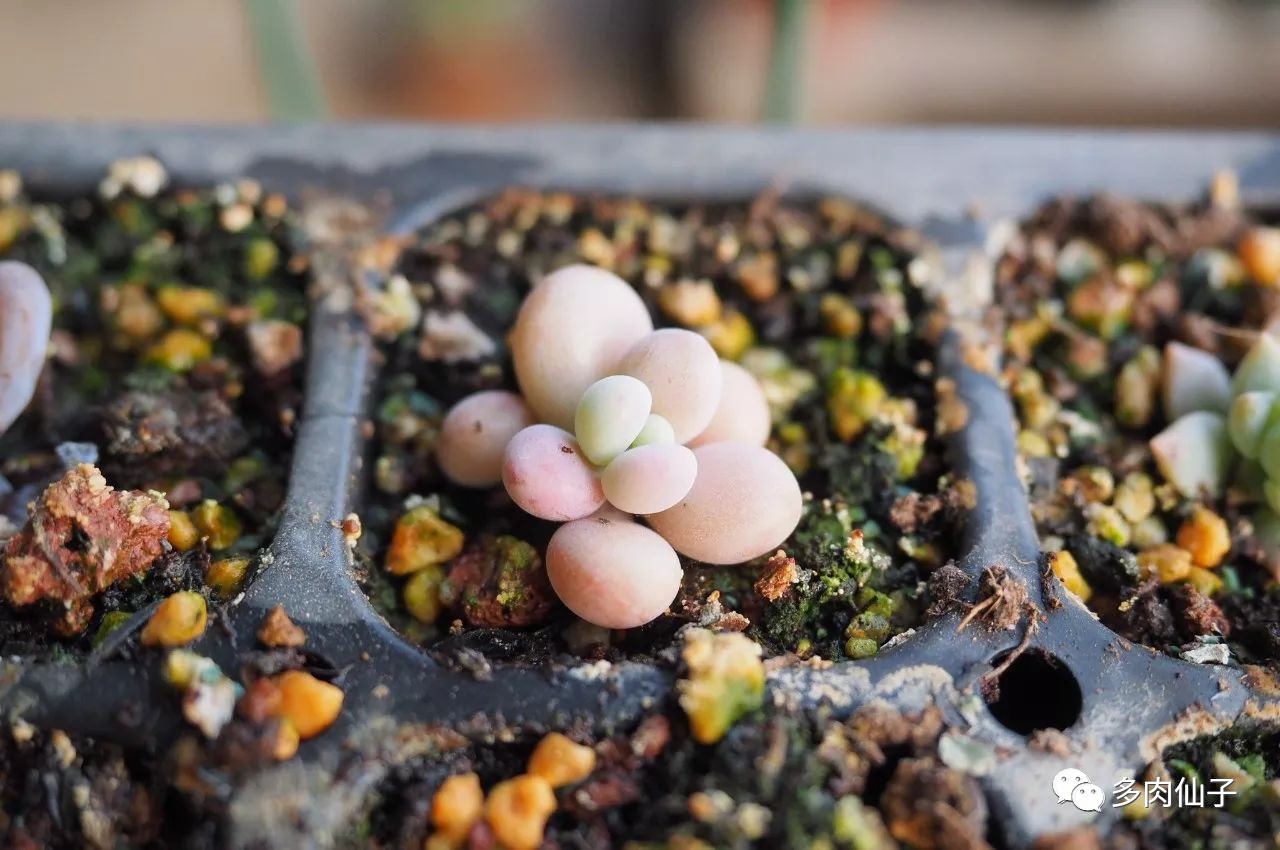 多肉很便宜了怎么养,多肉最难伺候的方法