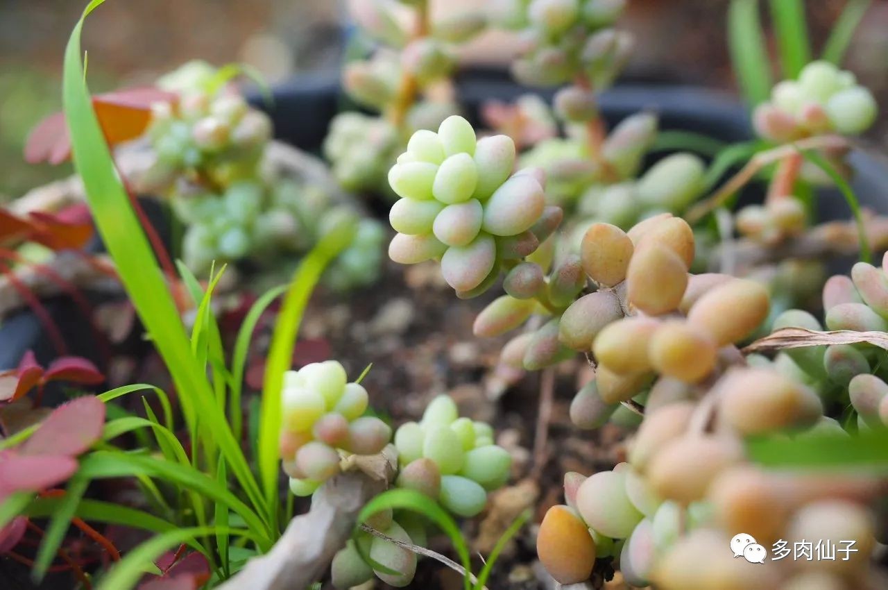 多肉很便宜了怎么养,多肉最难伺候的方法
