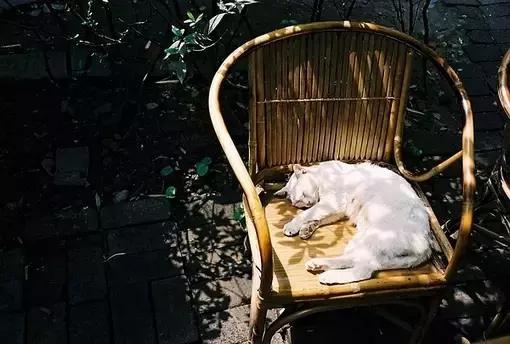 日久见人心的前一句是什么,日久见人心图