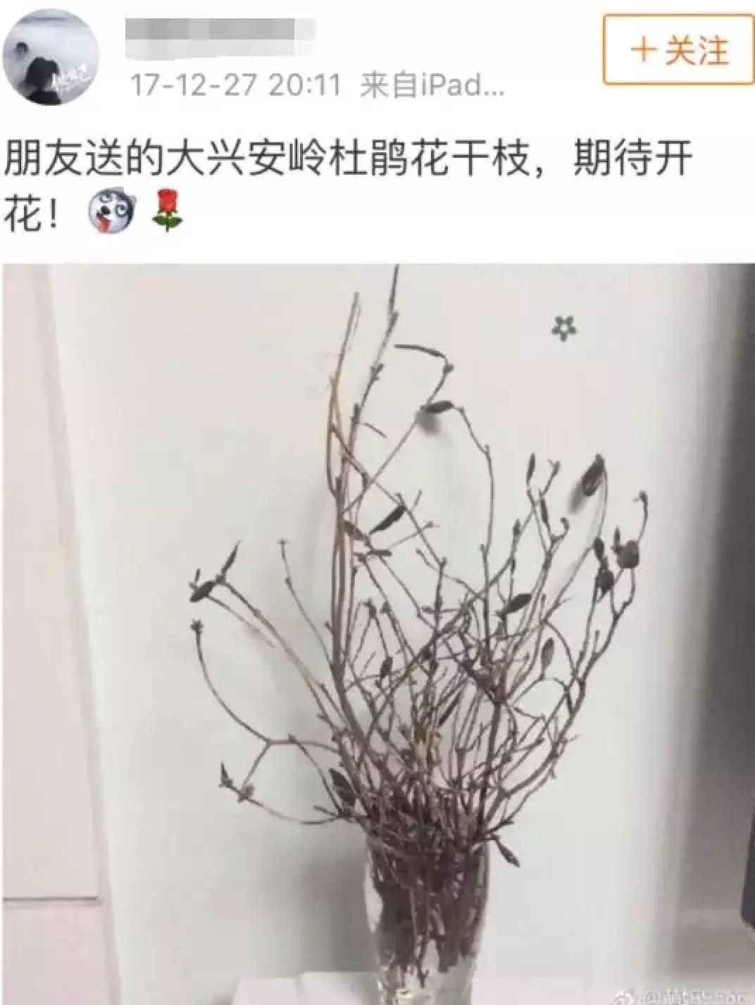 “杜鹃起死回生”刷爆朋友圈:20元一束被指破坏生态