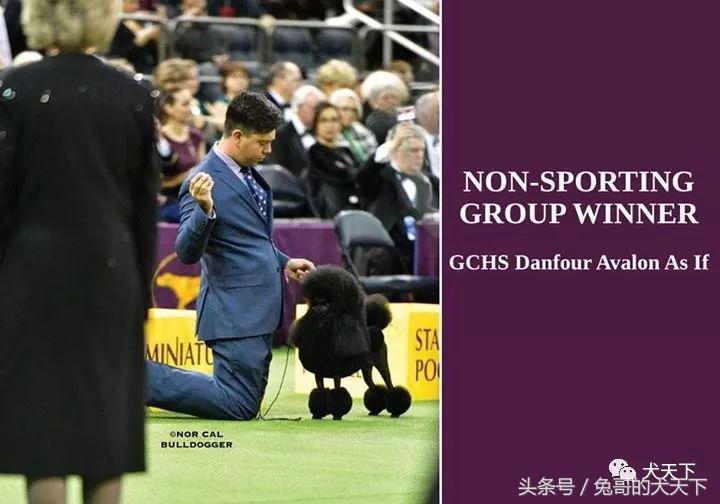 2017年西敏寺犬展时间表,西敏寺犬展北京犬