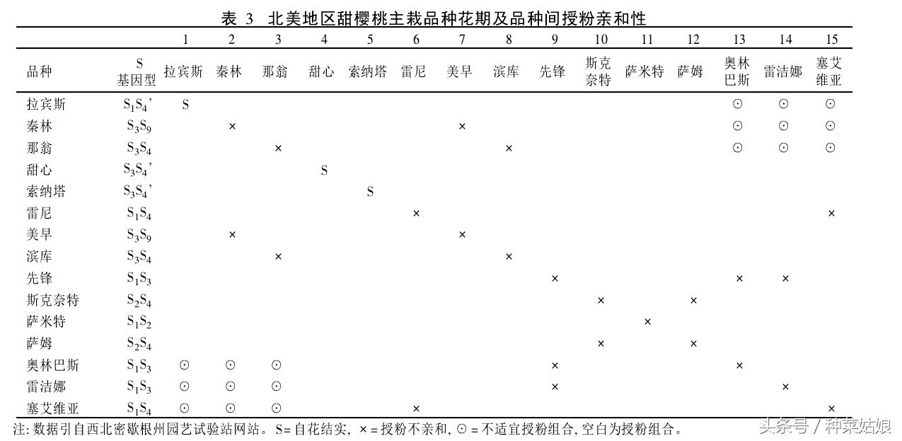 樱桃树怎么种长的樱桃好吃,樱桃好吃树难栽创作