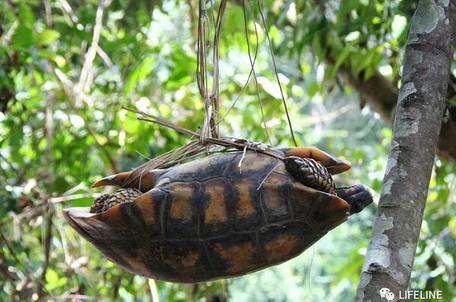 红腿陆龟的养殖方法,红腿陆龟应该怎么养