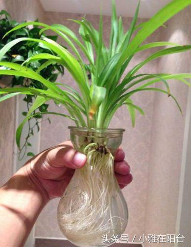 水培牡丹吊兰绿油油不黄叶,吊兰需要水培到长根后再栽土里吗