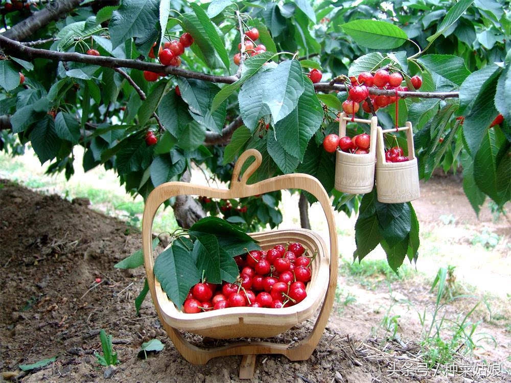 樱桃树怎么种长的樱桃好吃,樱桃好吃树难栽创作