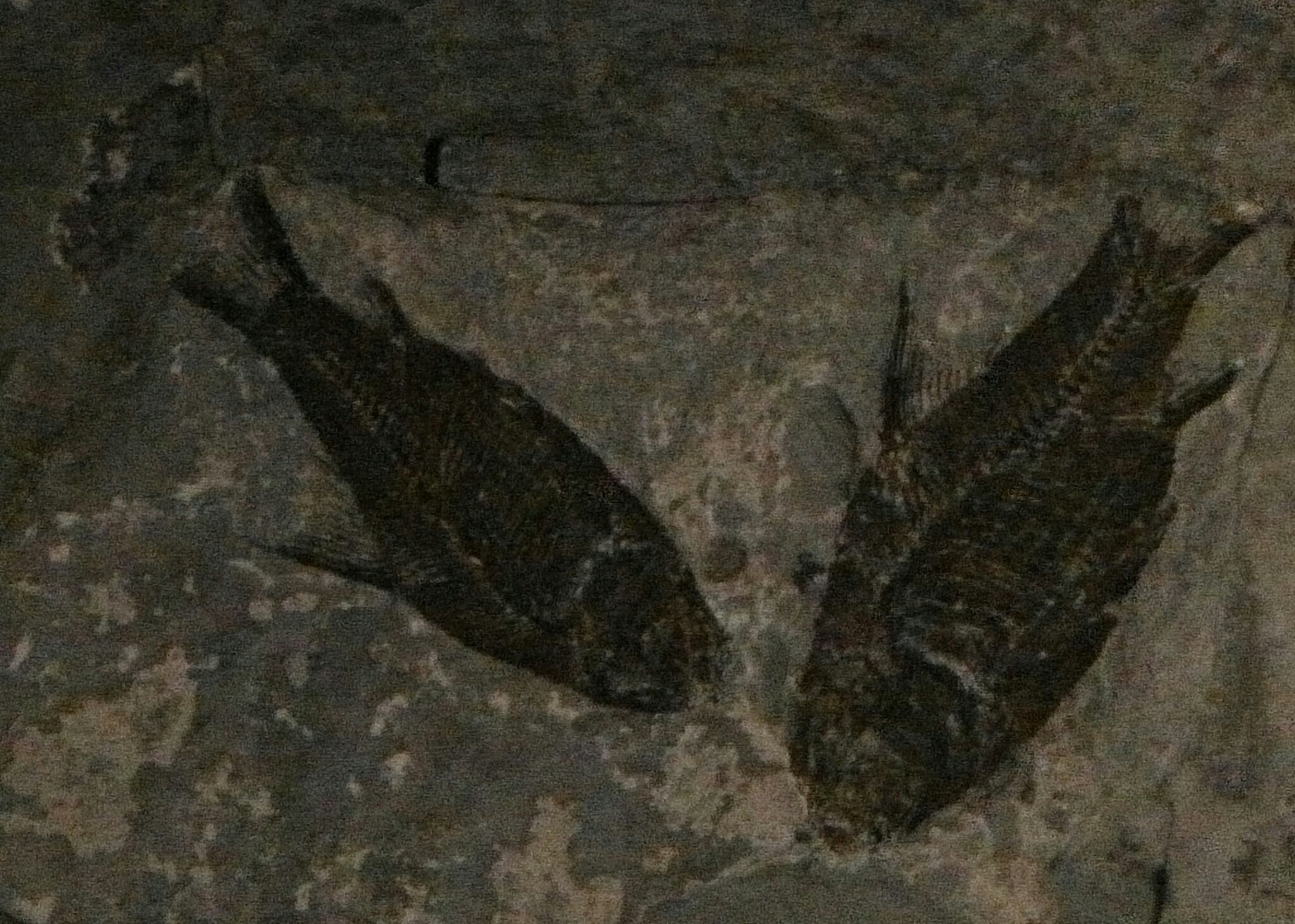 生命是什么最经典的回答,真正的生命是什么样的