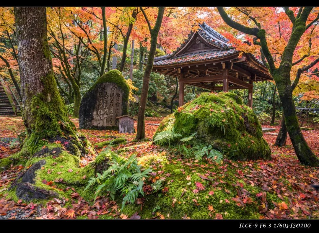 狗哥的热评,狗哥热评