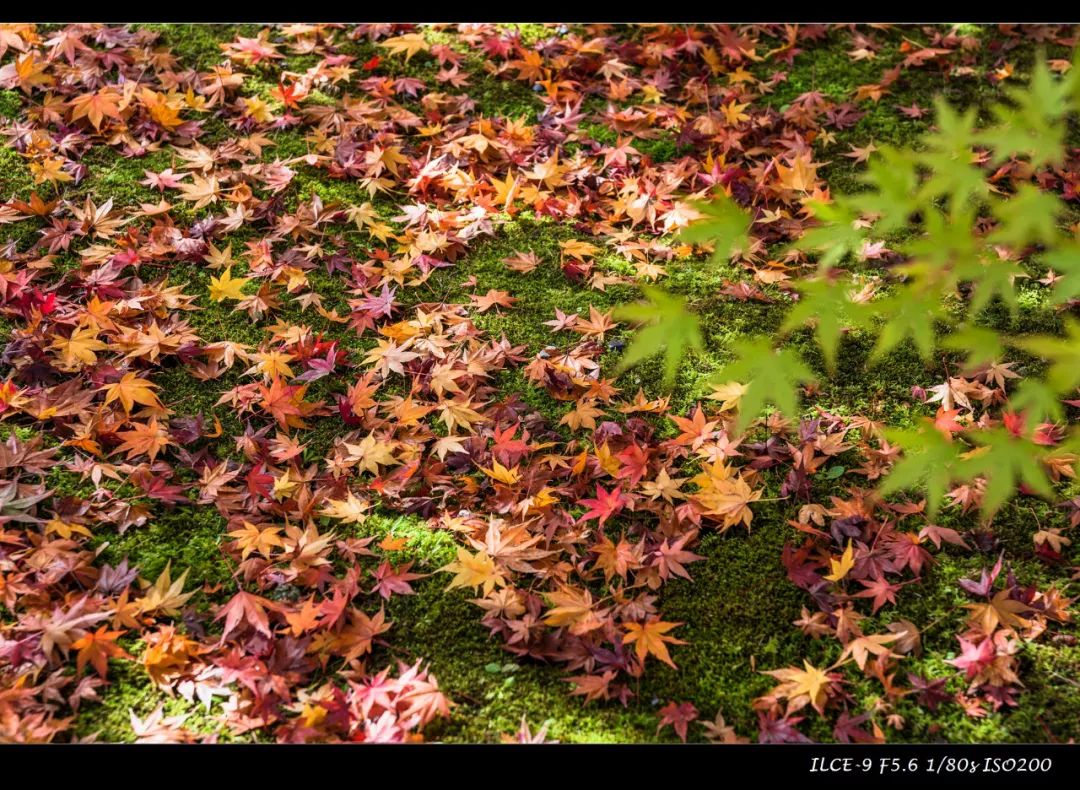 狗哥的热评,狗哥热评