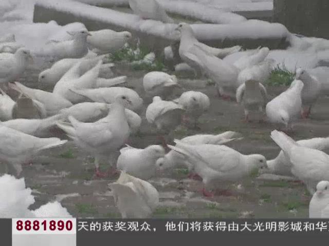 雨山湖动物园,马鞍山雨山湖动物园