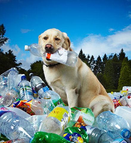 世界上最简单最好玩的狗狗玩具,狗狗各阶段玩的玩具