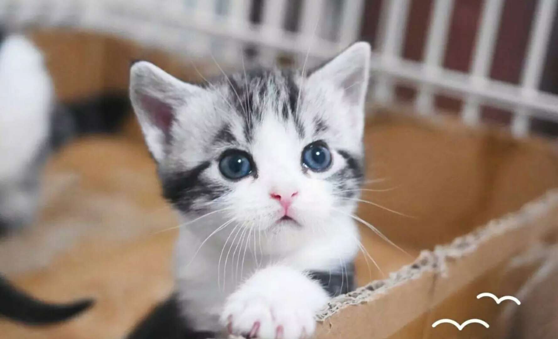 猫咪撸毛用哪一种,猫毛可以分几种类型