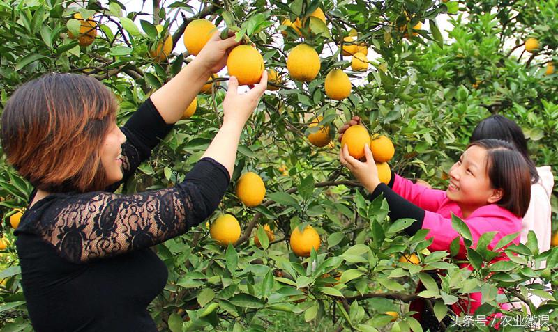 柑橘受冻后怎么修剪,柑橘干旱施肥技术措施