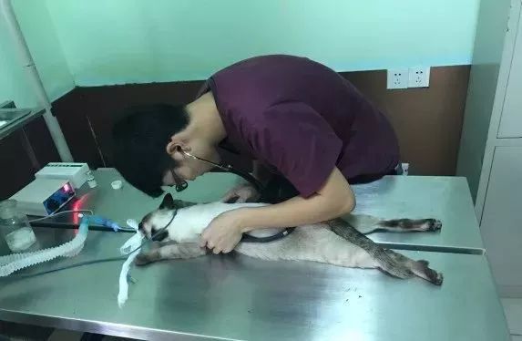 铲屎官宠物诊所,铲屎官宠物医院优惠