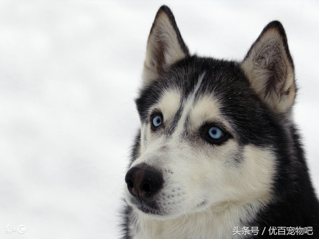 哈士奇老是叽叽叫是怎么了,怎么让哈士奇会呜呜叫