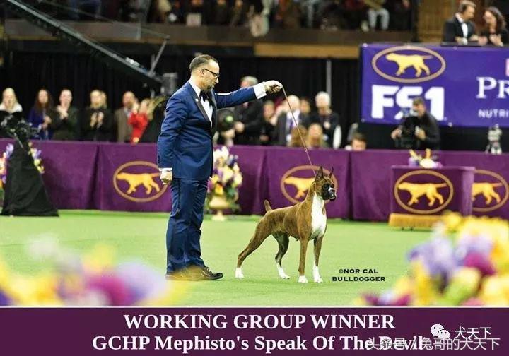 2017年西敏寺犬展时间表,西敏寺犬展北京犬