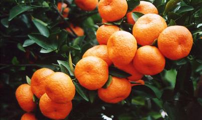 桔类果树病虫害防治大全,蜜桔病虫害管理技术视频