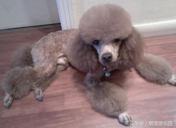 标准贵宾犬和巨型贵宾犬,巨型贵宾犬与泰迪的区别