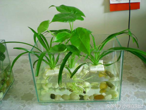 水培牡丹吊兰绿油油不黄叶,吊兰需要水培到长根后再栽土里吗