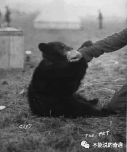 20美元被买下带回*队军**,50年后它成为红遍全球的小熊维尼