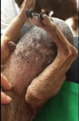 流浪狗得癌症,流浪狗患肿瘤的视频