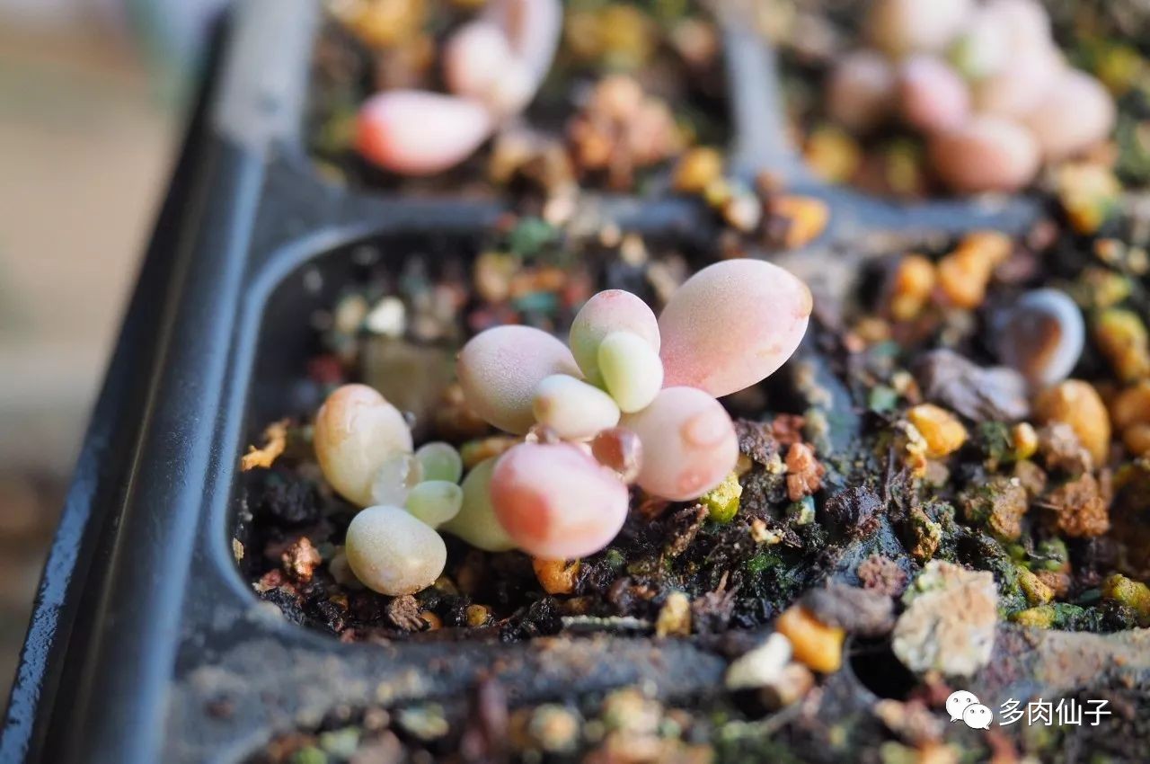 多肉很便宜了怎么养,多肉最难伺候的方法