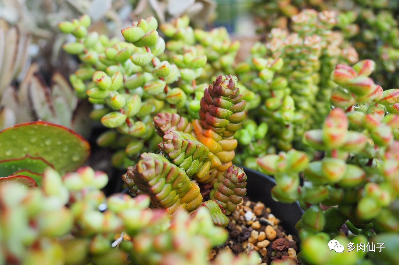 多肉很便宜了怎么养,多肉最难伺候的方法