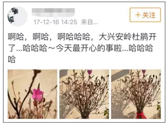“杜鹃起死回生”刷爆朋友圈:20元一束被指破坏生态