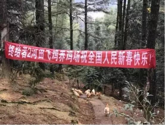 网易丁磊建设养鸡场,丁磊开了一个养猪场