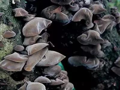 吉林特产享誉全国,吉林各地特产有哪些