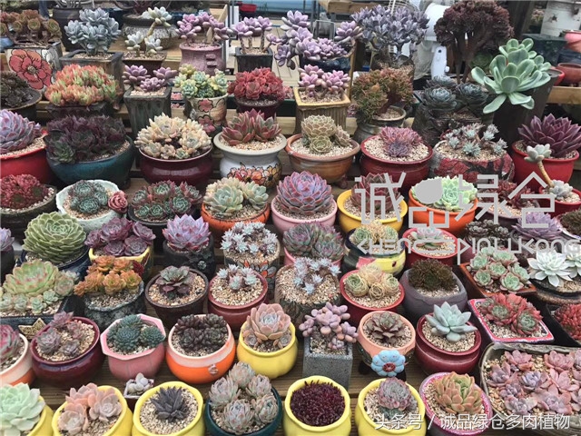 美爆了的韩国多肉植物大棚
