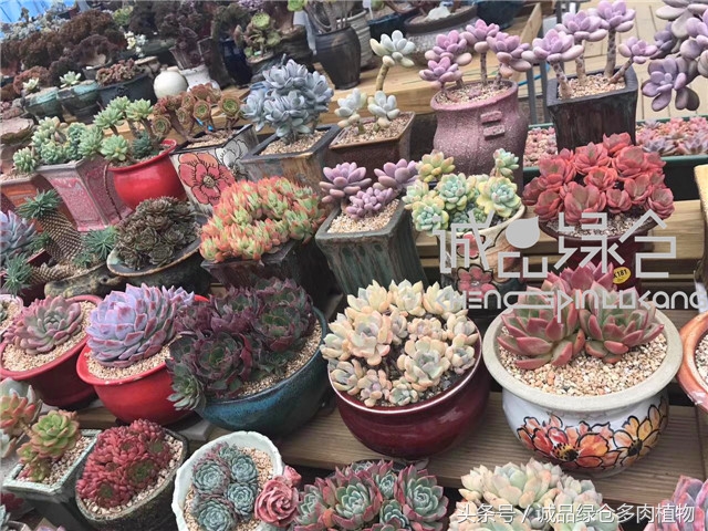 美爆了的韩国多肉植物大棚