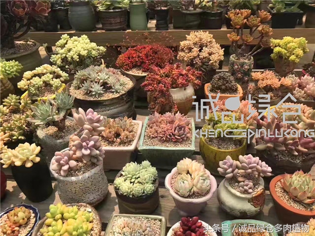 美爆了的韩国多肉植物大棚
