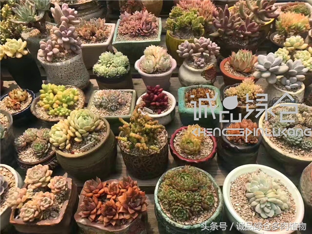 美爆了的韩国多肉植物大棚