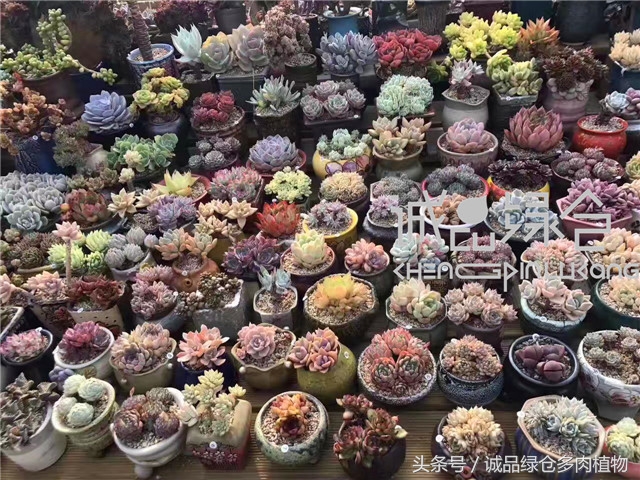 美爆了的韩国多肉植物大棚