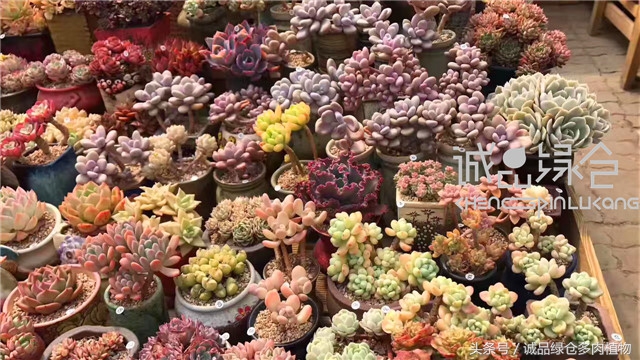 美爆了的韩国多肉植物大棚